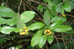Morinda umbellata